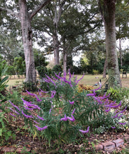 Load image into Gallery viewer, Salvia leucantha Mexican Sage Pint Plant**AVAILABLE SPRING 2023** Southern Flower Garden Southern Flower Garden