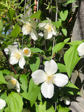 Load image into Gallery viewer, Sweet Fragrant Mock Orange Shrub, Philadelphus coronarius Plant Southern Flower Garden Southern Flower Garden