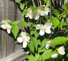 Load image into Gallery viewer, Sweet Fragrant Mock Orange Shrub, Philadelphus coronarius Plant Southern Flower Garden Southern Flower Garden