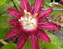 Load image into Gallery viewer, Passiflora Lady Margaret Fragrant Passion Flower Vine pint plant**AVAILABLE SPRING 2023** Southern Flower Garden Southern Flower Garden