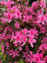 Load image into Gallery viewer, Pink Azalea Pint Plant Southern Flower Garden Southern Flower Garden
