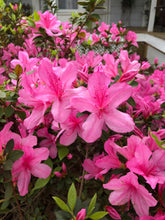 Load image into Gallery viewer, Pink Azalea Pint Plant Southern Flower Garden Southern Flower Garden