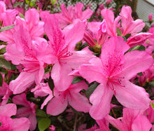 Load image into Gallery viewer, Pink Azalea Pint Plant Southern Flower Garden Southern Flower Garden
