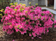 Load image into Gallery viewer, Pink Azalea Pint Plant Southern Flower Garden Southern Flower Garden