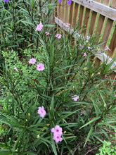 Load image into Gallery viewer, Chi Chi Mexican Petunia or Ruellia brittoniana pint plant**AVAILABLE SPRING 2023** Southern Flower Garden Southern Flower Garden