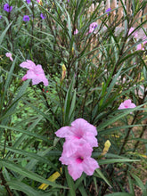 Load image into Gallery viewer, Chi Chi Mexican Petunia or Ruellia brittoniana pint plant**AVAILABLE SPRING 2023** Southern Flower Garden Southern Flower Garden