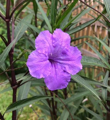  Purple Showers Mexican Petunia Ruellia simplex Southern Flower Garden  Southern Flower Garden
