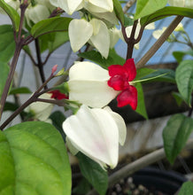 Load image into Gallery viewer, White Bleeding Heart Vine or Clerodendrum thomsoniae Pint Plant Southern Flower Garden Southern Flower Garden