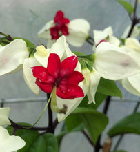 Load image into Gallery viewer, White Bleeding Heart Vine or Clerodendrum thomsoniae Pint Plant Southern Flower Garden Southern Flower Garden