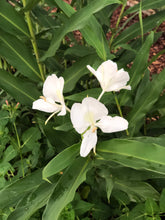 Load image into Gallery viewer, Home & Garden White Butterfly Ginger or Hedychium coronarium Quart Plant White Southern Flower Garden