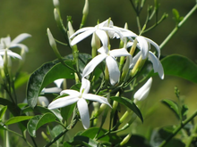 Load image into Gallery viewer, Plants Jasminum tortuosum African Jasmine Pint Plant Southern Flower Garden Southern Flower Garden