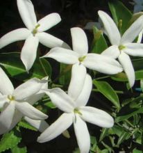 Load image into Gallery viewer, Plants Jasminum tortuosum African Jasmine Pint Plant Southern Flower Garden Southern Flower Garden
