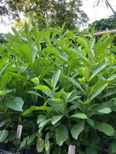 Load image into Gallery viewer, Blue Wings or Blue Butterfly Clerodendrum Ugandense pint plant*DORMANT* Southern Flower Garden Southern Flower Garden