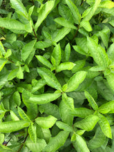 Load image into Gallery viewer, Blue Wings or Blue Butterfly Clerodendrum Ugandense pint plant*DORMANT* Southern Flower Garden Southern Flower Garden