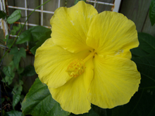 Load image into Gallery viewer, Hibiscus Fort Myers Yellow 3" pot plant Southern Flower Garden Southern Flower Garden