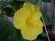 Load image into Gallery viewer, Hibiscus Fort Myers Yellow 3" pot plant Southern Flower Garden Southern Flower Garden
