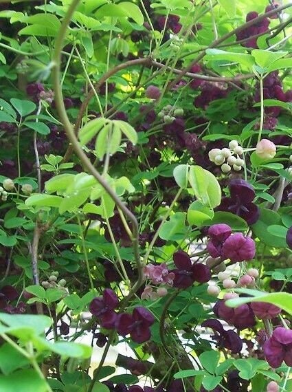 Akebia quinata Chocolate Vine Pint Plant – Southern Flower Garden