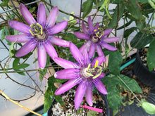 Load image into Gallery viewer, Passiflora caerulea 'Lavender Lady' Passion Flower Vine Pint Plant Southern Flower Garden Southern Flower Garden