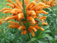 Load image into Gallery viewer, Home & Garden Leonotis leonurus or Lionstail 10 seeds White Southern Flower Garden