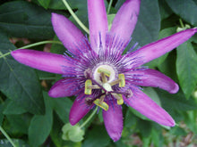 Load image into Gallery viewer, Passiflora caerulea 'Lavender Lady' Passion Flower Vine Pint Plant Southern Flower Garden Southern Flower Garden