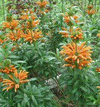 Load image into Gallery viewer, Home & Garden Leonotis leonurus or Lionstail 10 seeds White Southern Flower Garden