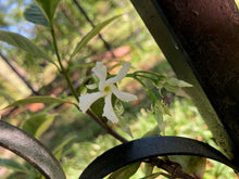 Load image into Gallery viewer, Trachelospermum jasminoides variegatum Fragrant Variegated Confederate Jasmine Pint Plant Southern Flower Garden Southern Flower Garden
