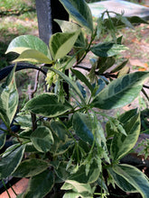 Load image into Gallery viewer, Trachelospermum jasminoides variegatum Fragrant Variegated Confederate Jasmine Pint Plant Southern Flower Garden Southern Flower Garden