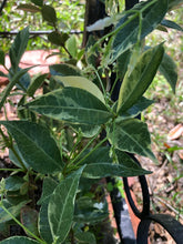 Load image into Gallery viewer, Trachelospermum jasminoides variegatum Fragrant Variegated Confederate Jasmine Pint Plant Southern Flower Garden Southern Flower Garden