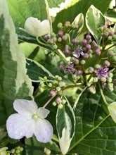 Load image into Gallery viewer, Hydrangea Silver lacecap or Hydrangea macrophylla Variegated Quart Plant**DORMANT** Southern Flower Garden Southern Flower Garden