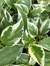 Load image into Gallery viewer, Hydrangea Silver lacecap or Hydrangea macrophylla Variegated Quart Plant**DORMANT** Southern Flower Garden Southern Flower Garden