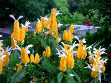 Load image into Gallery viewer, Justicia brandegeana or Yellow Shrimp Pint Plant Southern Flower Garden Southern Flower Garden
