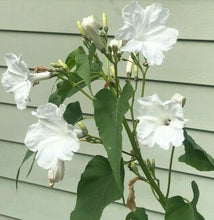 Load image into Gallery viewer, Ipomoea fistulosa Alba White Bush Morning Glory Plant Southern Flower Garden Southern Flower Garden
