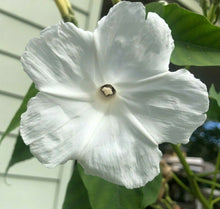 Load image into Gallery viewer,  Ipomoea fistulosa Alba White Bush Morning Glory Plant Southern Flower Garden  Southern Flower Garden
