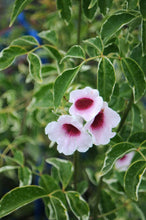 Load image into Gallery viewer,  Variegated Pink Bower Vine or Pandorea jasminoides variegata pint plant**AVAILABLE SPRING 2023** Southern Flower Garden  Southern Flower Garden