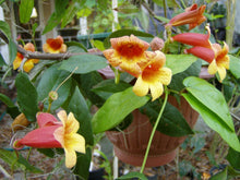 Load image into Gallery viewer, Tangerine Beauty Crossvine or Bignonia capreolata Pint Plant**AVAILABLE SPRING 2023** Southern Flower Garden Southern Flower Garden