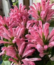 Load image into Gallery viewer, Justicia carnea or Flamingo Flower Plant Southern Flower Garden Southern Flower Garden