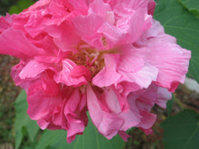 Load image into Gallery viewer, Home & Garden Hibiscus mutabilis Cotton Rose double 25 seeds PINK Southern Flower Garden