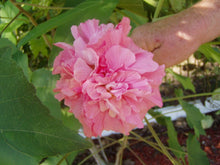 Load image into Gallery viewer, Home & Garden Hibiscus mutabilis Cotton Rose double 25 seeds PINK Southern Flower Garden