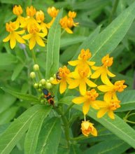 Load image into Gallery viewer, Home & Garden Asclepias curassavica Silky Gold Pint Plant Southern Flower Garden Southern Flower Garden