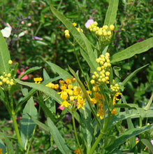 Load image into Gallery viewer, Home & Garden Asclepias curassavica Silky Gold Pint Plant Southern Flower Garden Southern Flower Garden