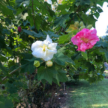 Load image into Gallery viewer, Home & Garden Hibiscus mutabilis Cotton Rose double 25 seeds PINK Southern Flower Garden