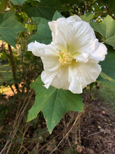 Load image into Gallery viewer, Home & Garden Hibiscus mutabilis Cotton Rose double 25 seeds PINK Southern Flower Garden