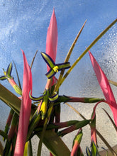 Load image into Gallery viewer, Queens Tears, Friendship Plant, Billbergia nutans Pint Plant Southern Flower Garden Southern Flower Garden