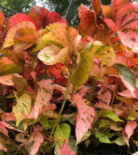 Load image into Gallery viewer, Plants Acalypha wilkesian Peach Whirl quart plant Unbranded Southern Flower Garden