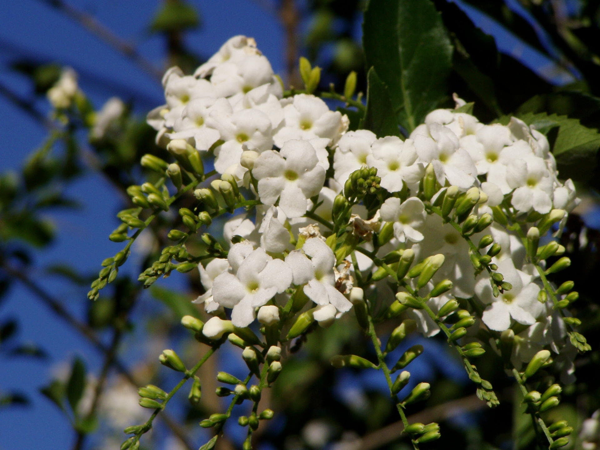 Duranta erecta White Quart Plant