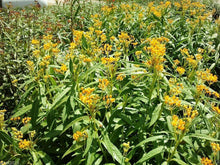 Load image into Gallery viewer, Home & Garden Asclepias curassavica Silky Gold Pint Plant Southern Flower Garden Southern Flower Garden