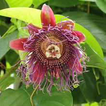 Load image into Gallery viewer, Passiflora quadrangularis Giant Granadilla 10 seeds Southern Flower Garden Southern Flower Garden