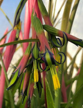 Load image into Gallery viewer, Queens Tears, Friendship Plant, Billbergia nutans Pint Plant Southern Flower Garden Southern Flower Garden