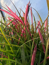 Load image into Gallery viewer, Queens Tears, Friendship Plant, Billbergia nutans Pint Plant Southern Flower Garden Southern Flower Garden