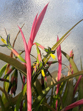 Load image into Gallery viewer, Queens Tears, Friendship Plant, Billbergia nutans Pint Plant Southern Flower Garden Southern Flower Garden